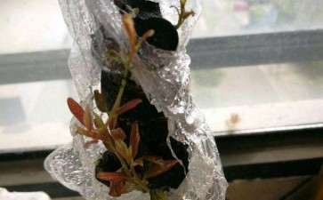 下山桩生桩怎么套袋的6个步骤 图片