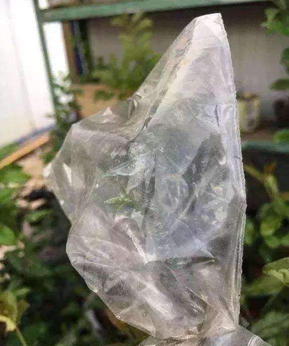 映山红下山桩套袋有水气 还用喷水吗