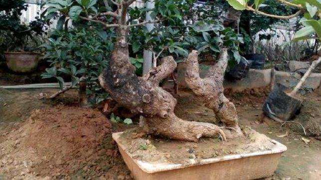 问下安徽桩适合养桂花下山桩吗