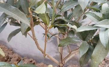 桂花下山桩入坑7年 总结的6点经验