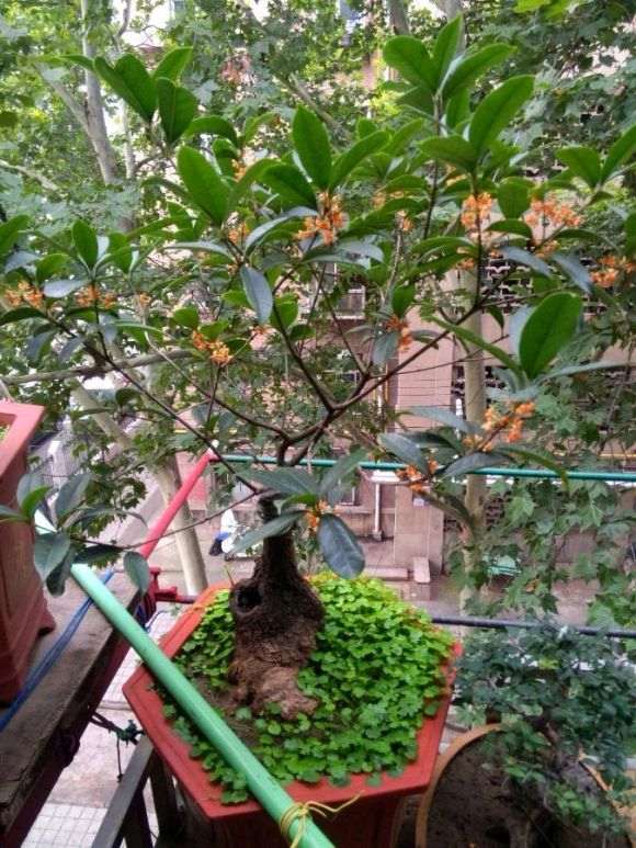 图解 桂花下山桩怎么嫁接的过程