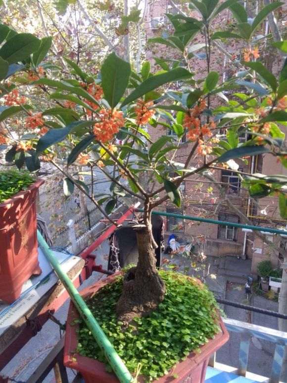 图解 桂花下山桩怎么嫁接的过程
