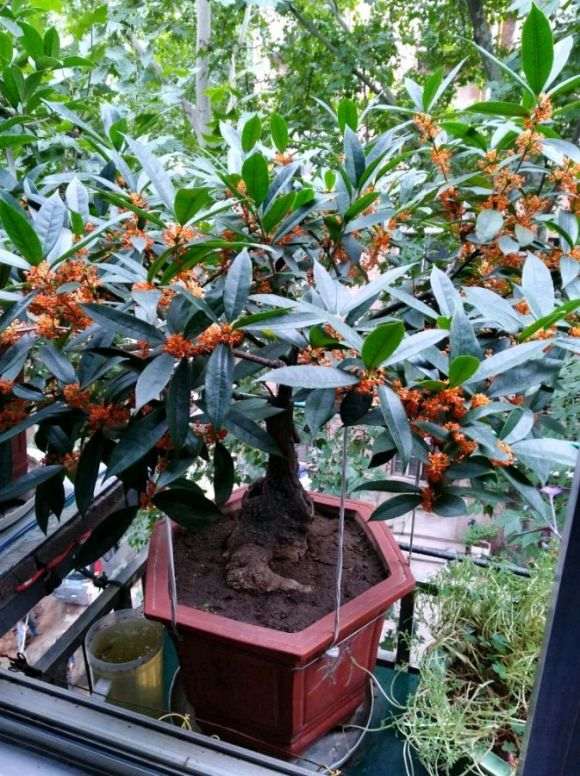 图解 桂花下山桩怎么嫁接的过程