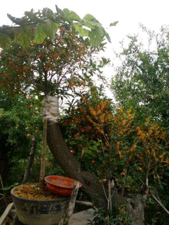 图解 桂花下山桩怎么嫁接的过程