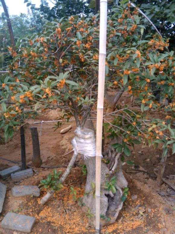 图解 桂花下山桩怎么嫁接的过程