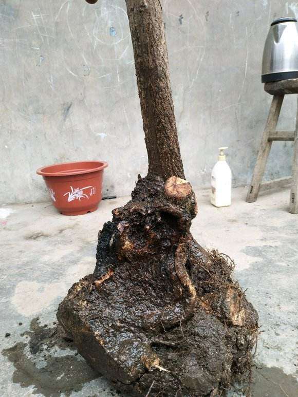 流苏下山桩树桩