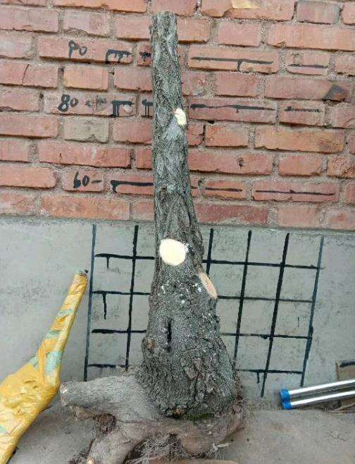 流苏下山桩用河沙栽成活率有多少 图片