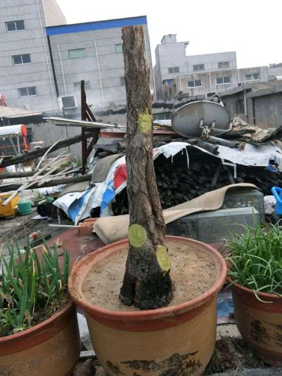 流苏下山桩用河沙栽成活率有多少 图片
