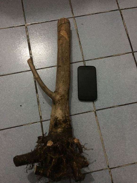 流苏下山桩用河沙栽成活率有多少 图片