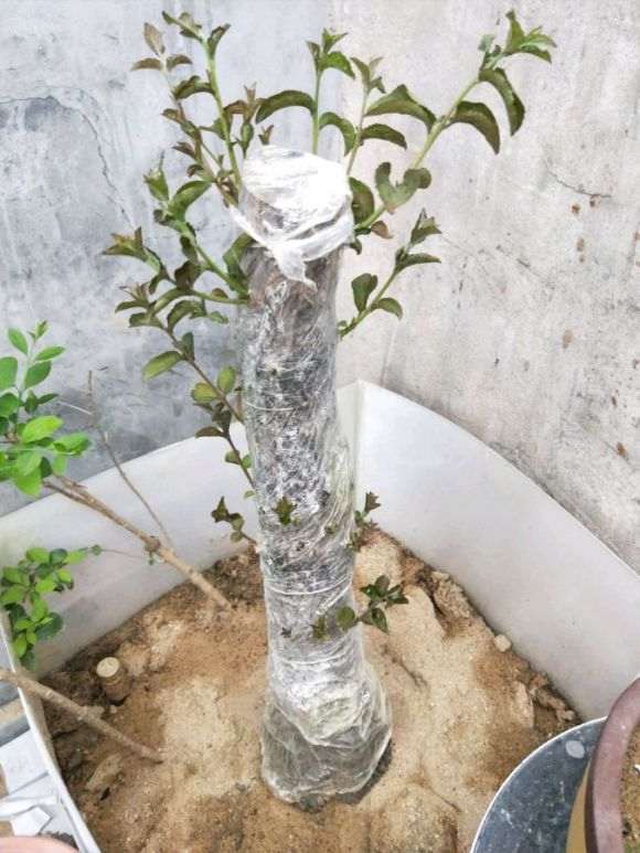 流苏下山桩用河沙栽成活率有多少 图片
