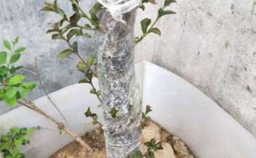 流苏下山桩用河沙栽成活率有多少 图片