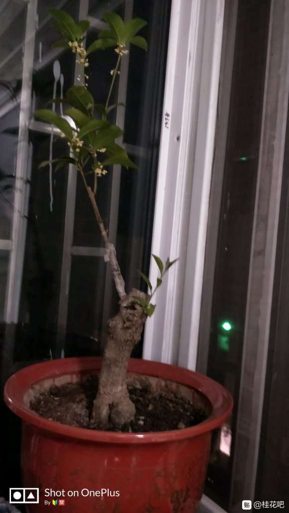 这桂花下山桩子能不能把上面的锯掉