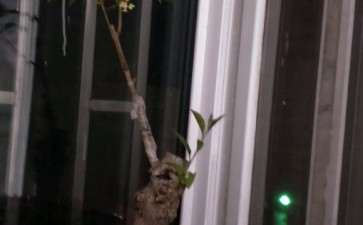 这桂花下山桩子能不能把上面的锯掉