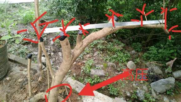 桂花下山桩怎么截桩的方法