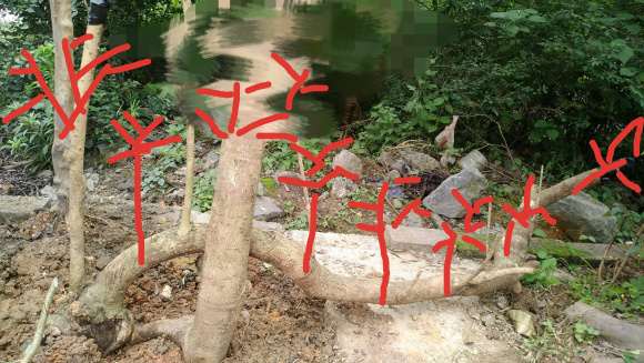 桂花下山桩怎么截桩的方法