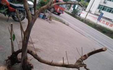 桂花下山桩怎么截桩的方法 图片