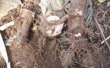 桂花下山桩叫我上盆了 修剪下来的根