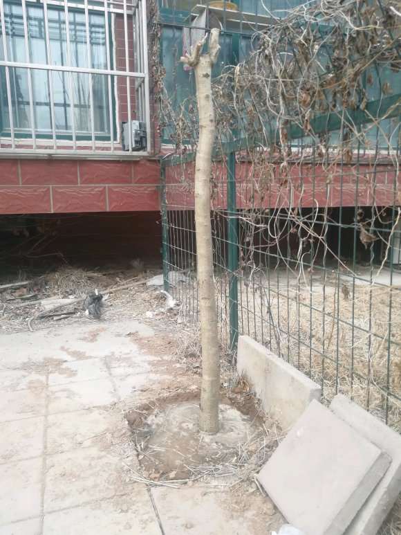 山东地栽桂花下山桩