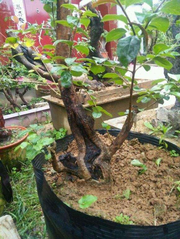 流苏下山桩发芽了能靠接桂花吗