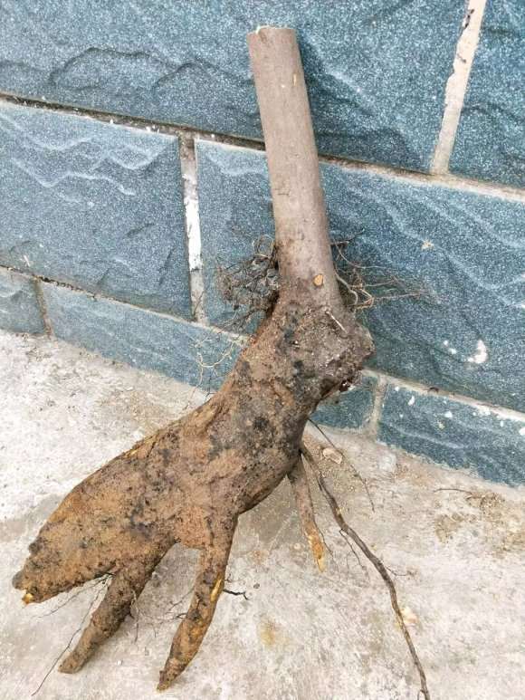 四川彭州市桂花镇卖下山桩的吗