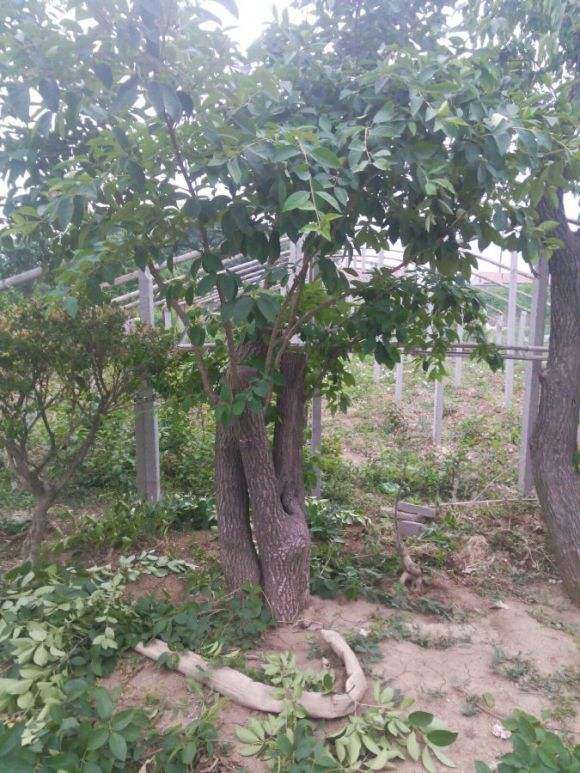 11月份流苏下山桩怎么种