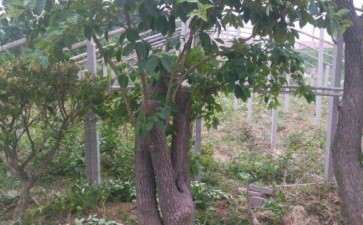 11月份流苏下山桩怎么种 谁知道