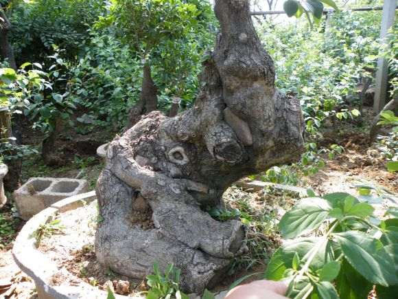 流苏下山桩古桩 1米高 开价1万8 贵吗