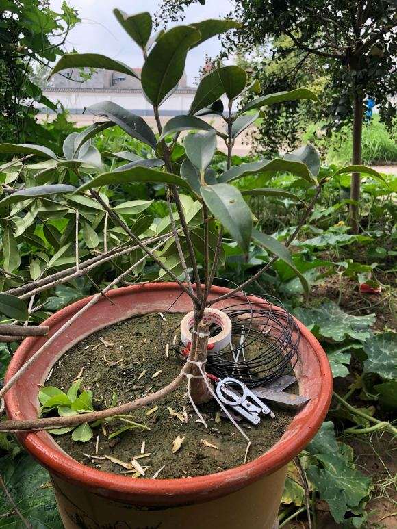 为什么流苏下山桩横截面要留黑色坏死的木质