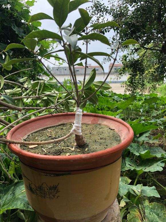 为什么流苏下山桩横截面要留黑色坏死的木质