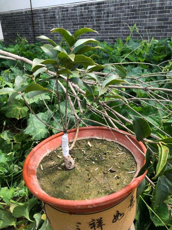 为什么流苏下山桩横截面要留黑色坏死的木质