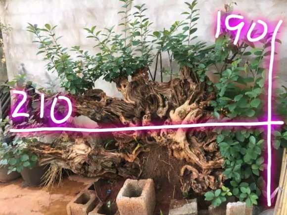 流苏下山桩熟桩 栽了几年了 图片