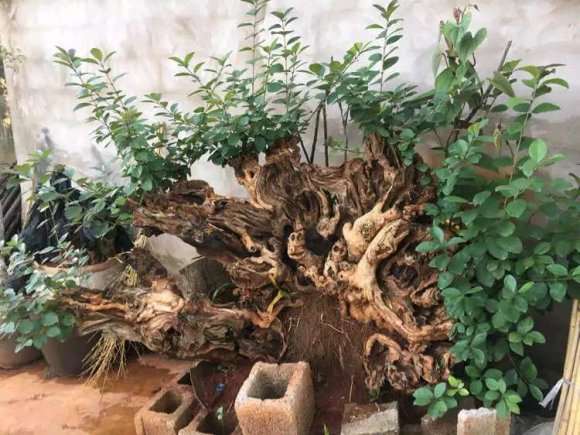 流苏下山桩熟桩 栽了几年了 图片