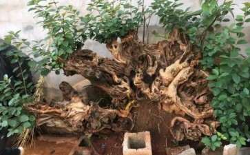 流苏下山桩熟桩 栽了几年了 图片