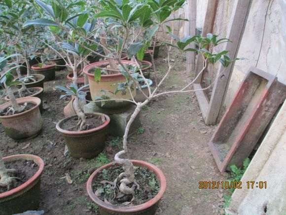 几棵小型桂花下山桩 图片