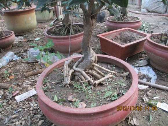 几棵小型桂花下山桩 图片