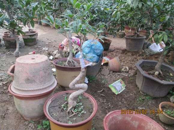 几棵小型桂花下山桩 图片