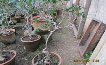 几棵小型桂花下山桩 图片