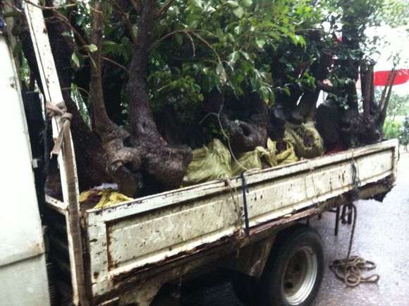 今天潍坊来了一车流苏下山桩