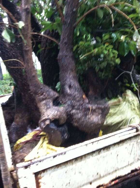 今天潍坊来了一车流苏下山桩