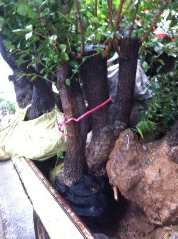 今天潍坊来了一车流苏下山桩