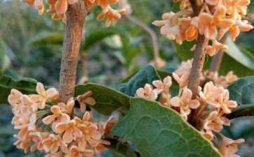 为什么阳台养桂花下山桩 应该少而精