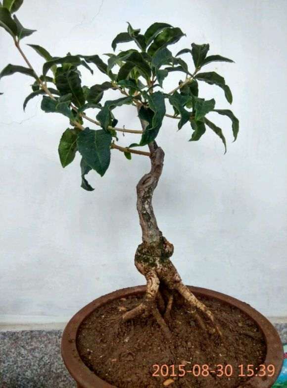 流苏下山桩12年怎么改作的过程