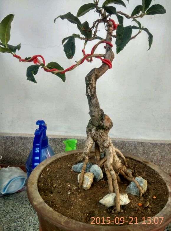 流苏下山桩12年怎么改作的过程