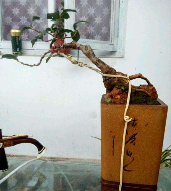 流苏下山桩12年怎么改作的过程