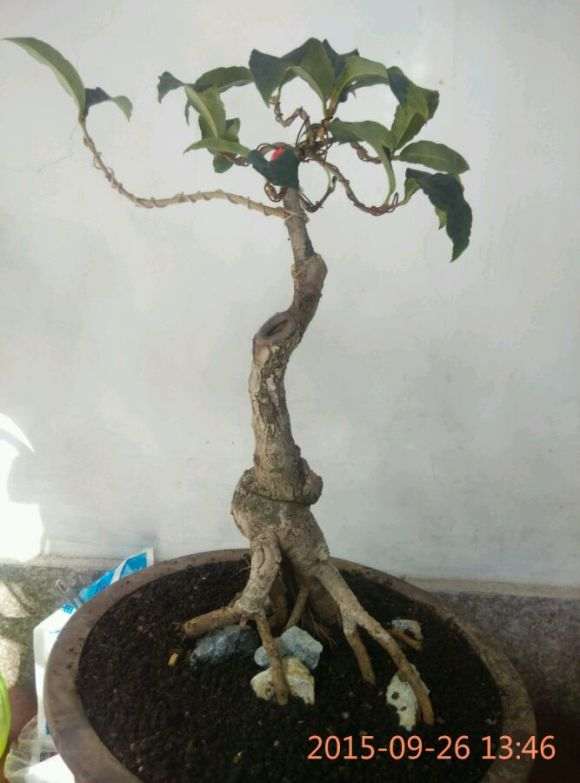 流苏下山桩12年怎么改作的过程