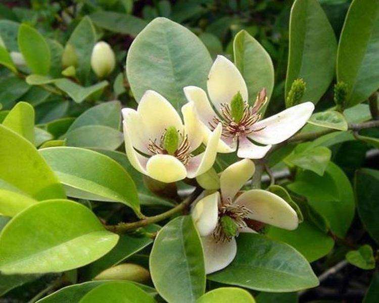 广东含笑怎么有性繁殖的5个技术