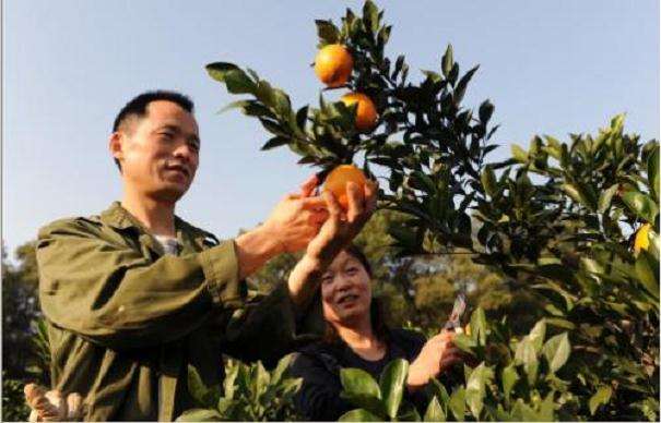 幸福果能当下山桩 盆景养吗