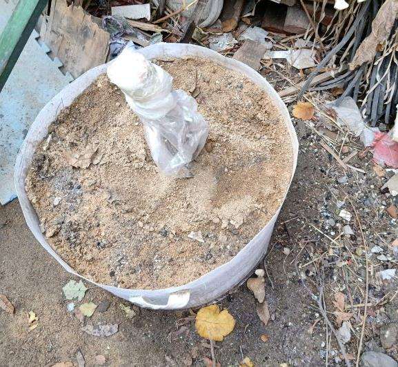 桂花下山桩这样栽可以吗