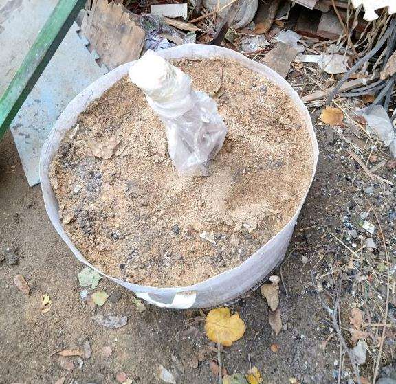 桂花下山桩这样栽可以吗