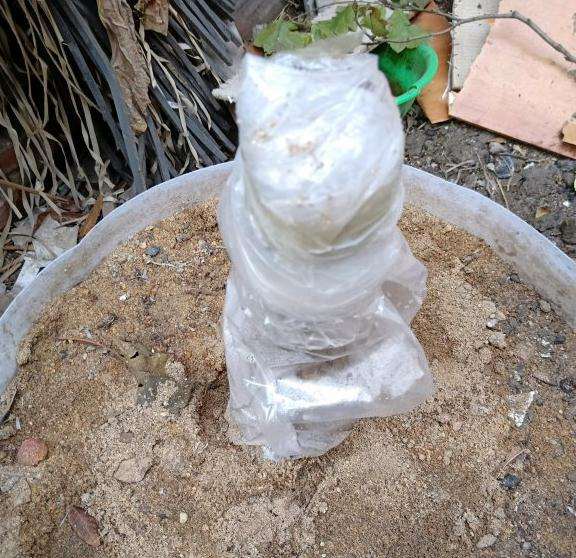 桂花下山桩这样栽可以吗